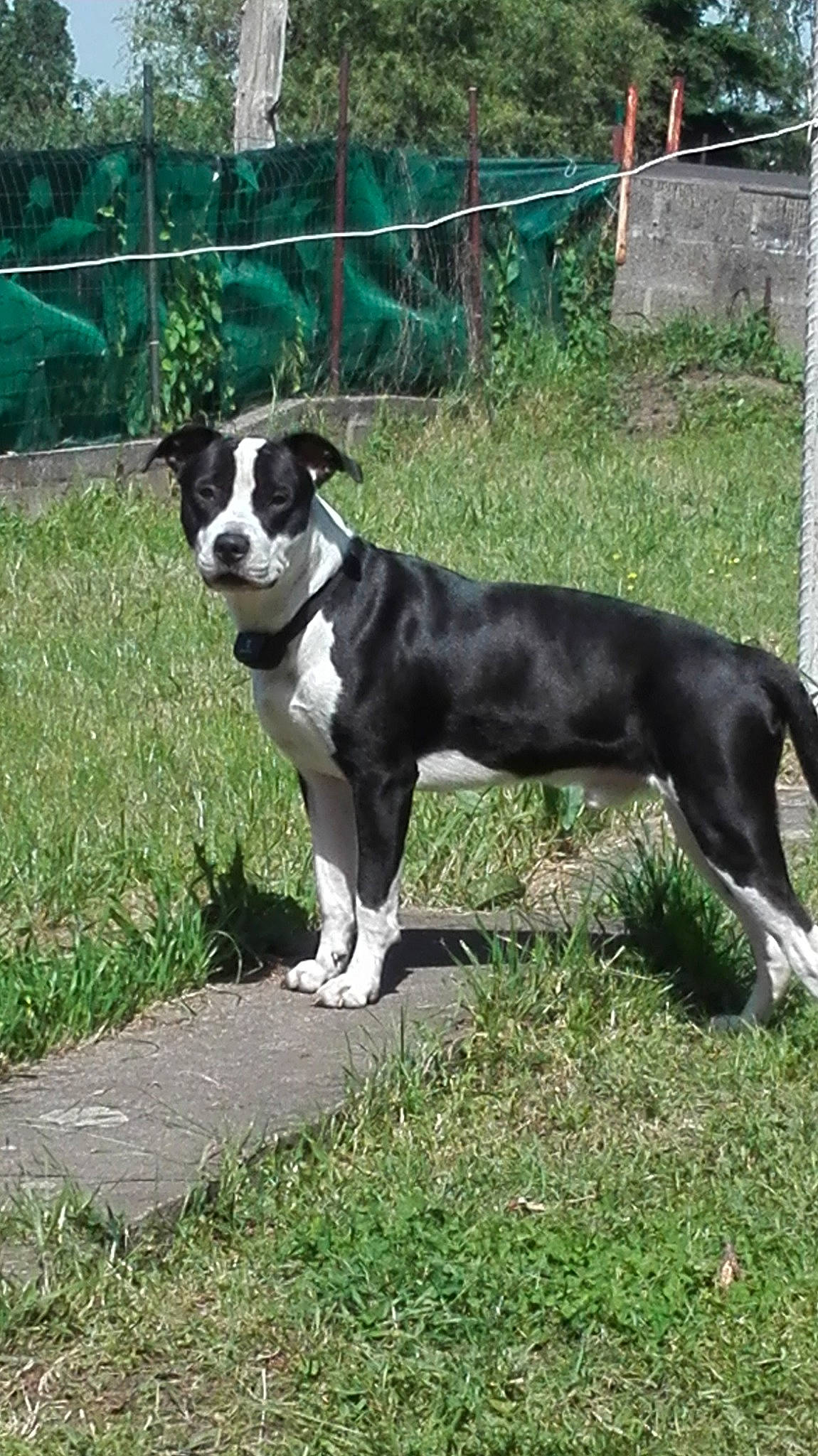 Kenai participe au concours pour gagner de l'argent avec cette photo : american_pit_bull_terrier, american_staffordshire_terrier, boston_terrier, canidae, carnivore, companion_dog, dog, dog_breed, fawn, mammal, mcnab, non_sporting_group, pit_bull, sporting_group, terrier, vertebrate