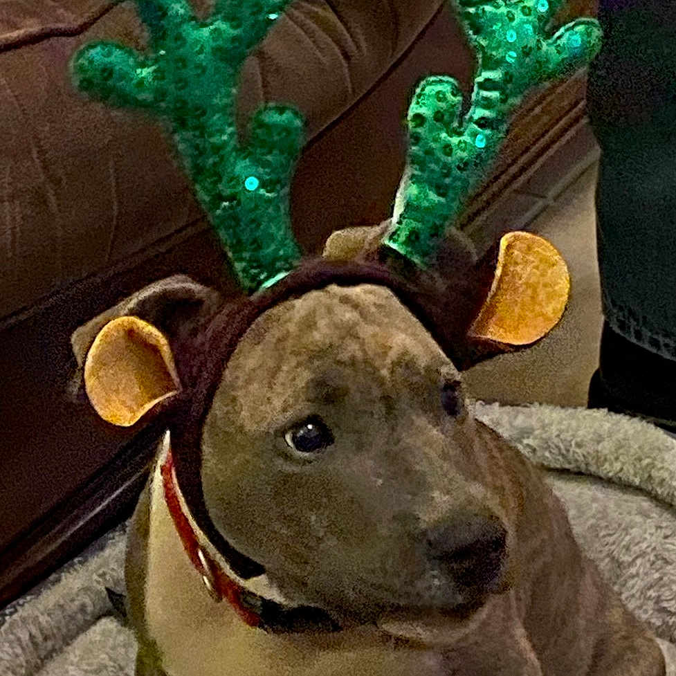 Enzo joined the competition — help win amazing prizes! antler, barren_ground_caribou, canidae, collar, companion_dog, deer, dog, dog_breed, elk, fawn, fur, green, horn, natural_material, pattern, reindeer, snout, tail, vertebrate, working_dog