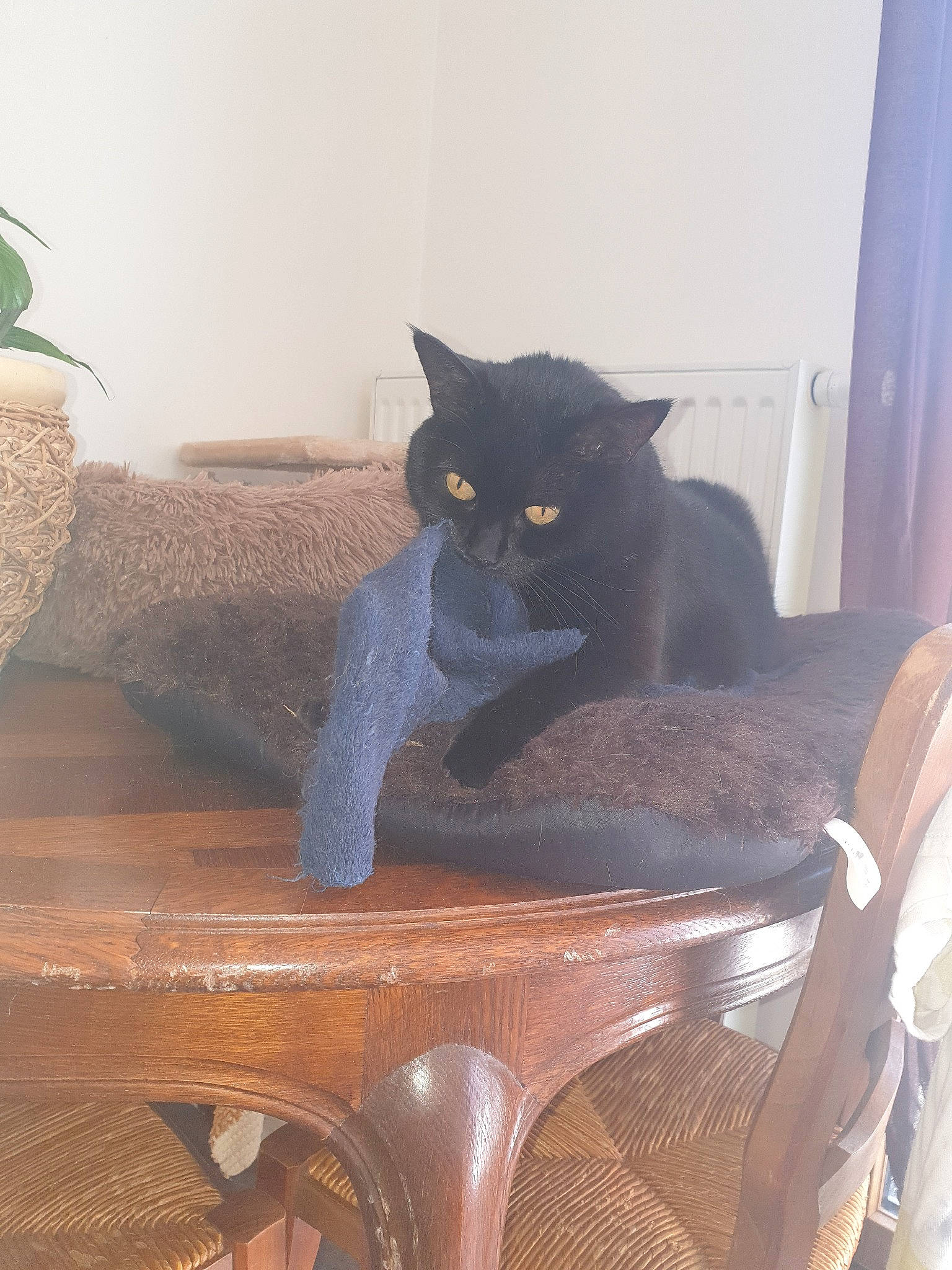 Mya participe au concours pour gagner de l'argent avec cette photo : asian, black_cat, bombay, british_shorthair, burmese, carnivore, cat, chartreux, domestic_short_haired_cat, felidae, korat, nebelung, russian_blue, small_to_medium_sized_cats, tail, whiskers, wood