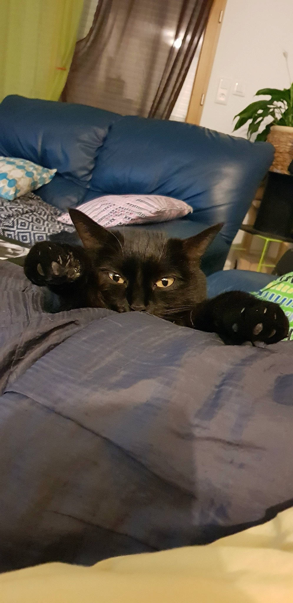 Mya participe au concours pour gagner de l'argent avec cette photo : asian, black_cat, bombay, burmese, carnivore, cat, devon_rex, domestic_short_haired_cat, felidae, german_rex, havana_brown, kitten, mammal, small_to_medium_sized_cats, snout, whiskers