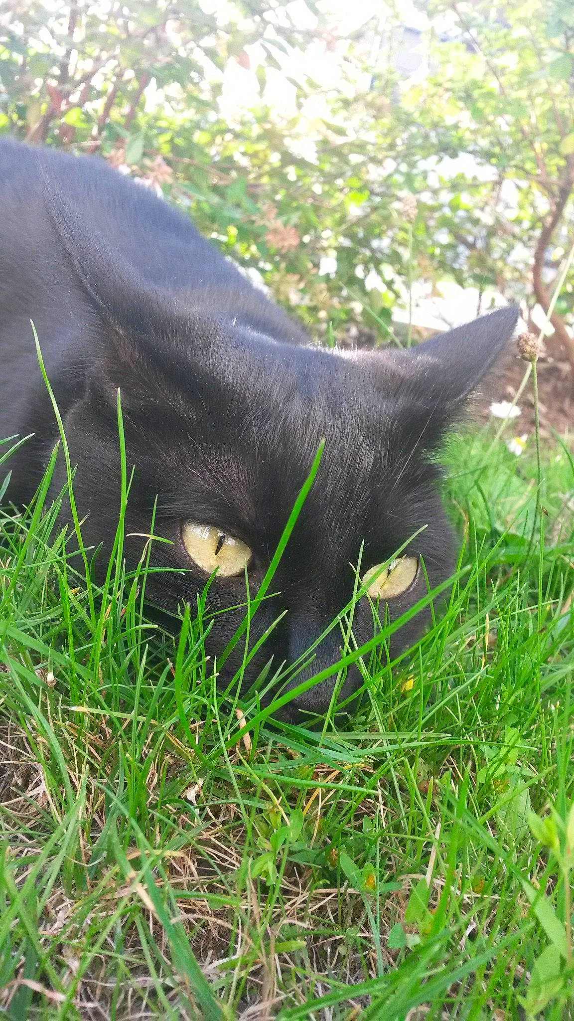 Mya a rejoint le concours — aidez-le/la à gagner de superbes lots ! black_cat, cat, felidae, grass, plant, small_to_medium_sized_cats, snout, whiskers