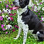 Tessa participe au concours pour gagner de l'argent avec cette photo : animal, black_and_white, canine, collar, colorful, dog, flora, flowers, fur, garden, grass, greenery, happy, nature, outdoor, panting, pet, sitting, summer, tongue_out