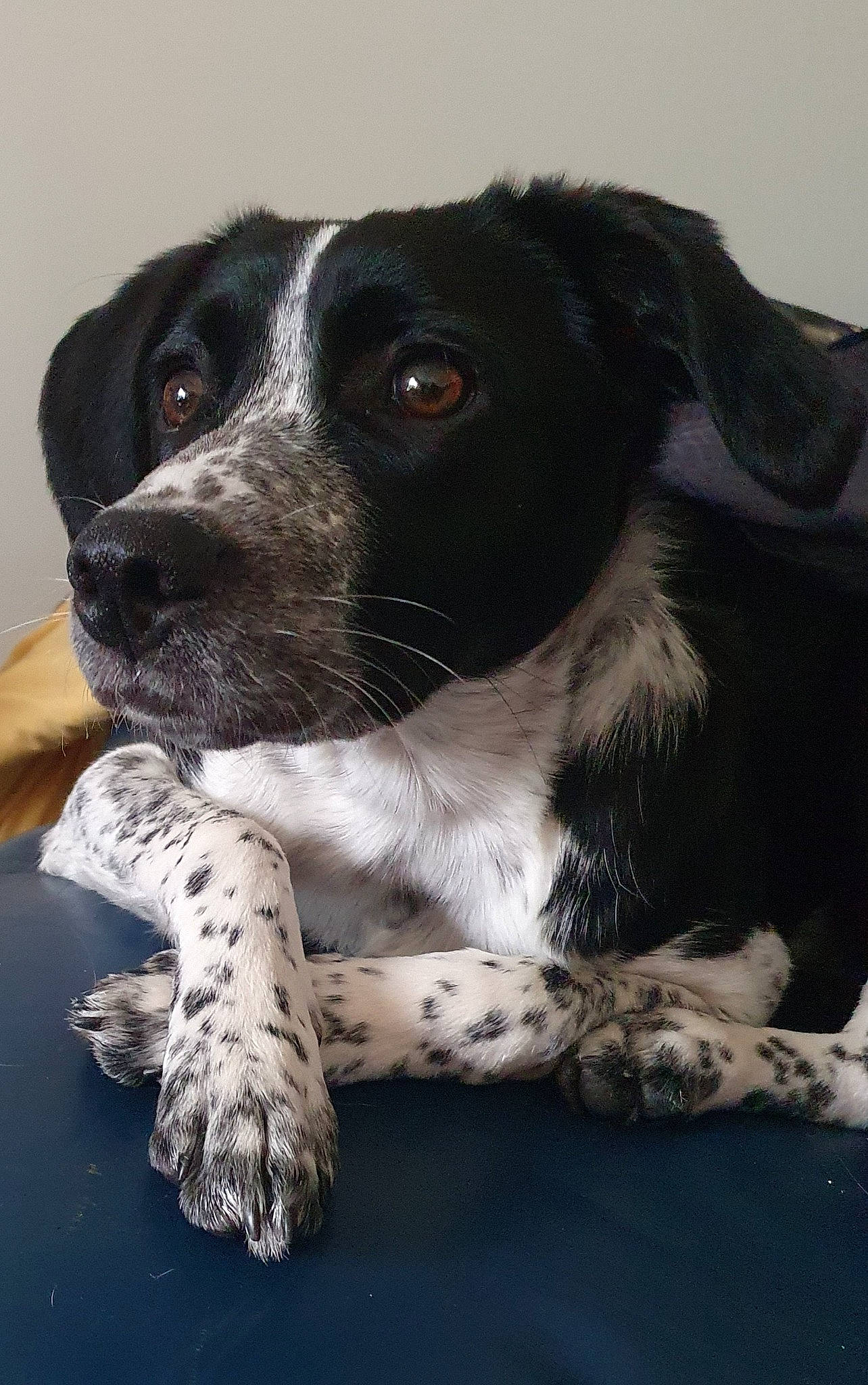 Tessa a rejoint le concours — aidez-le/la à gagner de superbes lots ! borador, canidae, carnivore, collar, companion_dog, dog, dog_breed, fur, non_sporting_group, snout, sporting_group, terrestrial_animal, whiskers, working_animal