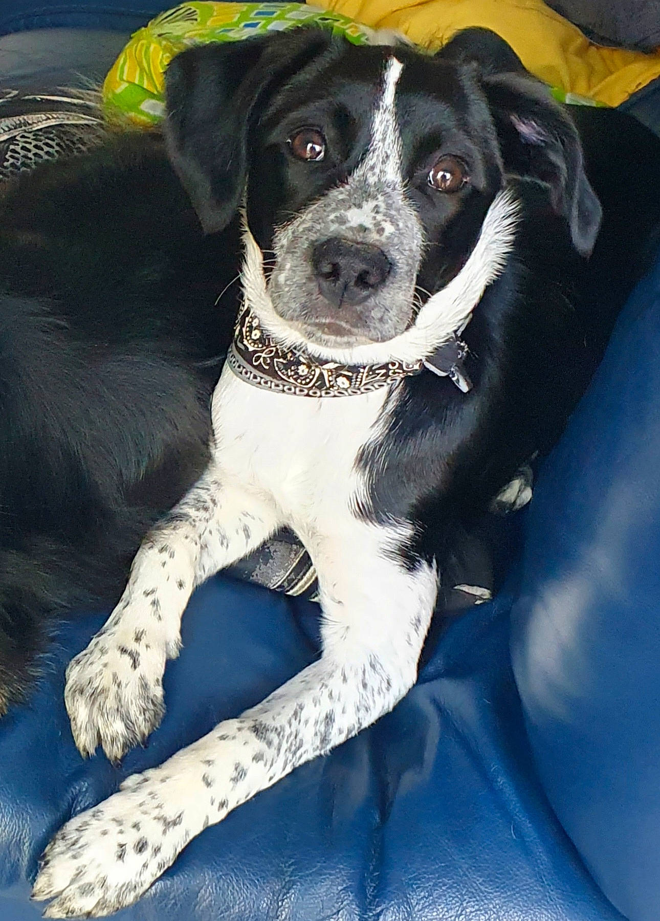 Tessa participe au concours pour gagner de l'argent avec cette photo : borador, canidae, carnivore, collar, companion_dog, dog, dog_breed, dog_collar, electric_blue, fur, gun_dog, non_sporting_group, sporting_group, whiskers, working_animal, working_dog