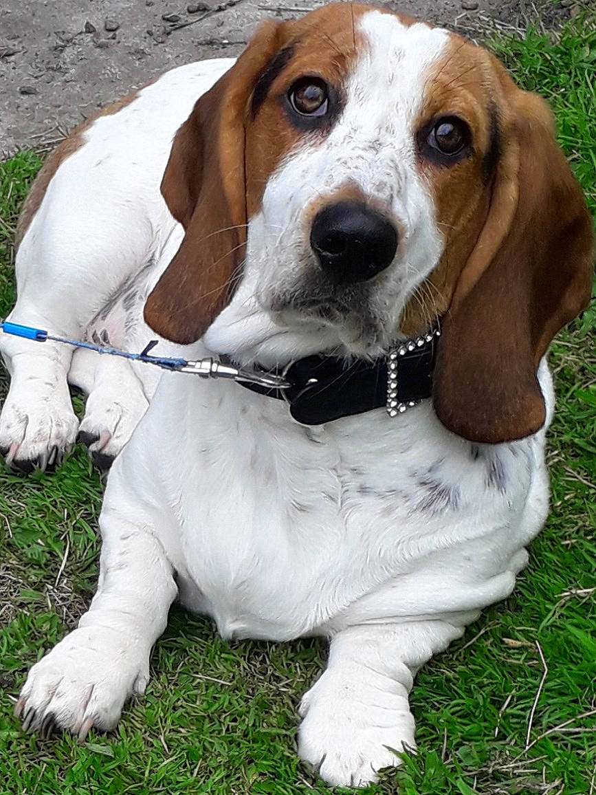 Crumble is registered to the contest to win money with this photo: american_foxhound, artois_hound, basset_artesien_normand, basset_hound, beagle, beagle_harrier, canidae, carnivore, companion_dog, dog, dog_breed, estonian_hound, finnish_hound, hound, mammal, scent_hound, schweizer_laufhund, snout, vertebrate, westphalian_dachsbracke