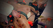 Guy is registered to the contest to win money with this photo: brown_dog, calm, canine, car_interior, closeup, collar, comfort, cute, dog, domestic_animal, indoor, love_effects, paw, pet, relaxing, resting, seat, side_view, sleeping, vehicle