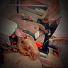 brown_dog, calm, canine, car_interior, closeup, collar, comfort, cute, dog, domestic_animal, indoor, love_effects, paw, pet, relaxing, resting, seat, side_view, sleeping, vehicle