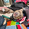 blanket, car, casual, collar, colorful, dog, fabric, human_leg, indoor, leash, lying_down, paw, pet, playful, relaxed, seat, shoes, smiling, vehicle_interior, window