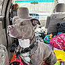 Guy is registered to the contest to win money with this photo: bag, car_interior, chain, clothing, collar, colorful_blanket, daylight, dog, driver, floor, outdoor_view, pet, pit_bull, rearview_mirror, seat, seatbelt, shoe, sitting, vehicle, window