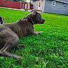 Guy joined the competition — help win amazing prizes! animal, backyard, canine, collar, daylight, dog, domestic, fence, grass, greenery, house, lawn, nature, outdoor, pet, relaxed, resting, side_view, sky, suburban