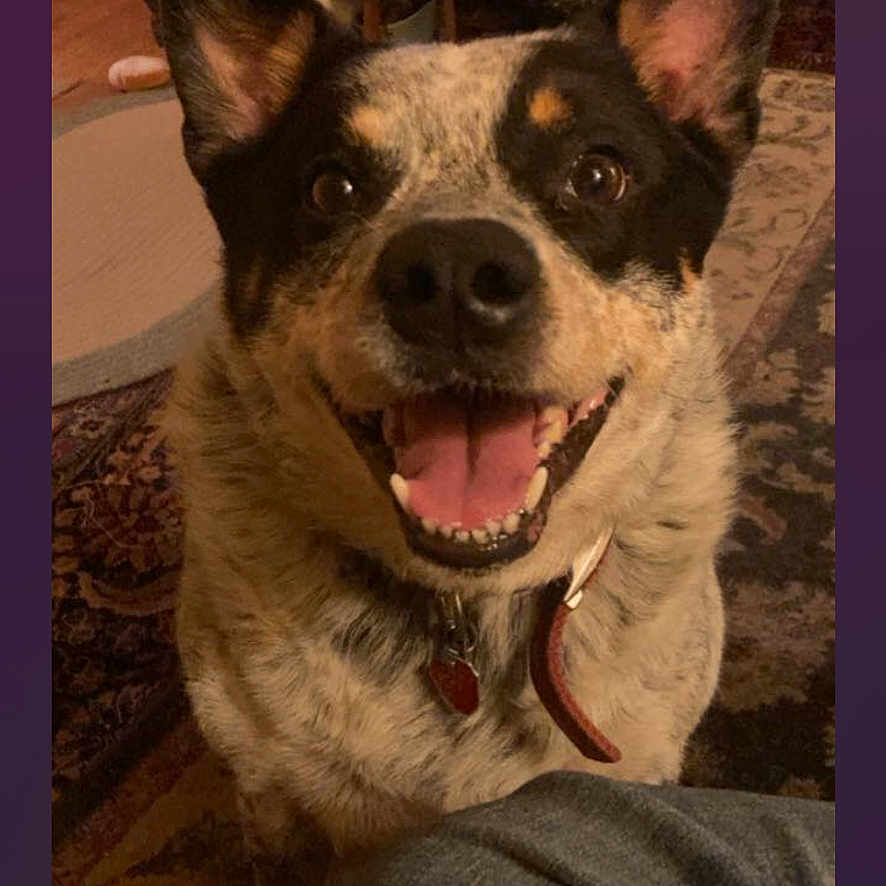 Bandit is registered to the contest to win money with this photo: accessories, animal, bodypart, bulldog, canine, chihuahua, collar, dog, envelope, furniture, greetingcard, husky, mail, mouth, person, pet, puppy, purple, strap, teeth