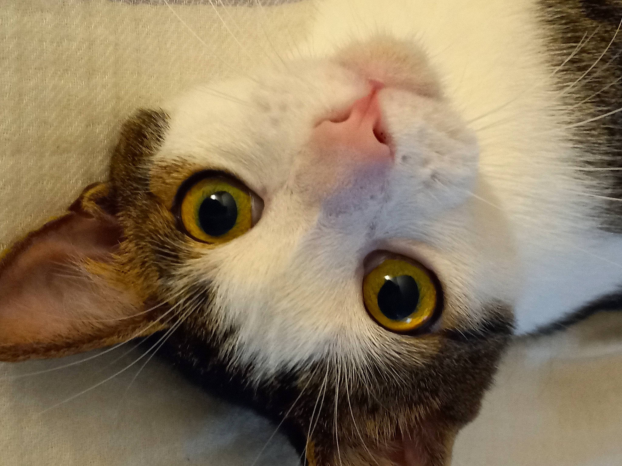 Chicken is registered to the contest to win money with this photo: carnivore, cat, close_up, domestic_short_haired_cat, ear, eyelash, fawn, felidae, fur, head, macro_photography, nose, paw, photography, small_to_medium_sized_cats, snout, terrestrial_animal, whiskers, wildlife