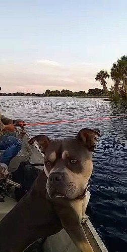 Herc is registered to the contest to win money with this photo: body_of_water, canidae, carnivore, cloud, companion_dog, dog, dog_breed, evening, fawn, horizon, lake, ocean, palm_tree, sky, snout, sporting_group, tree, water, whiskers, working_animal