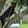 dog, canine, black_dog, brown_markings, tree, tree_branch, outdoors, backyard, nature, forest, greenery, leash, collar, standing, climbing, animal_portrait, happy, open_mouth, tongue, grass