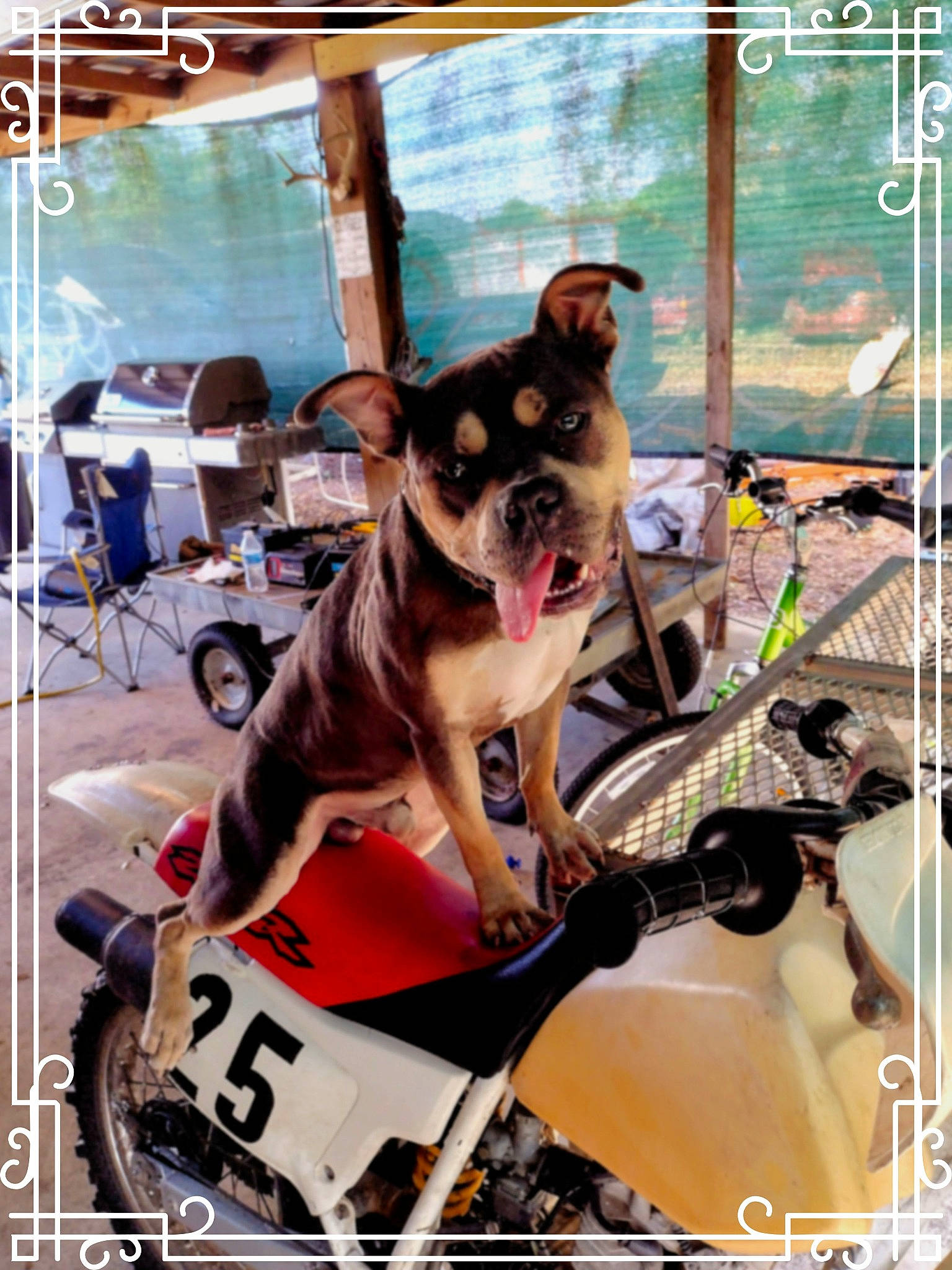 Hercules joined the competition — help win amazing prizes! auto_part, canidae, carnivore, collar, companion_dog, dog, dog_breed, dog_supply, eyewear, fawn, leisure, mesh, metal, pet_supply, photo_caption, recreation, snout, sporting_group, toy_dog, window