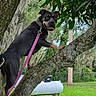 dog, canine, black_dog, brown_markings, tree, climbing, outdoors, backyard, nature, leash, collar, tongue, panting, animal, pet, portrait, greenery, grass, tree_trunk, adventure