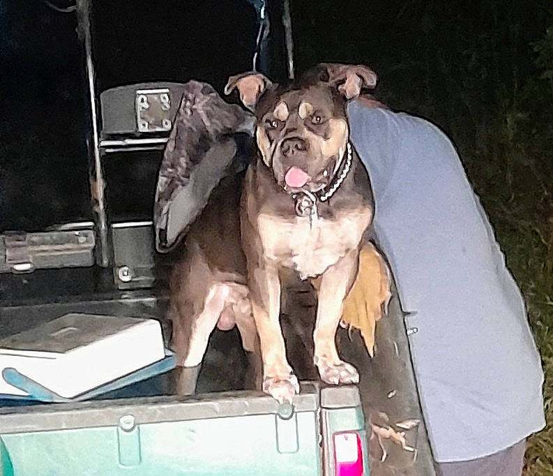 Hercules joined the competition — help win amazing prizes! canidae, carnivore, collar, companion_dog, dog, dog_breed, dog_clothes, dog_collar, dog_supply, fashion_accessory, fawn, fur, leash, non_sporting_group, pet_supply, snout, sporting_group, vehicle, whiskers, working_animal