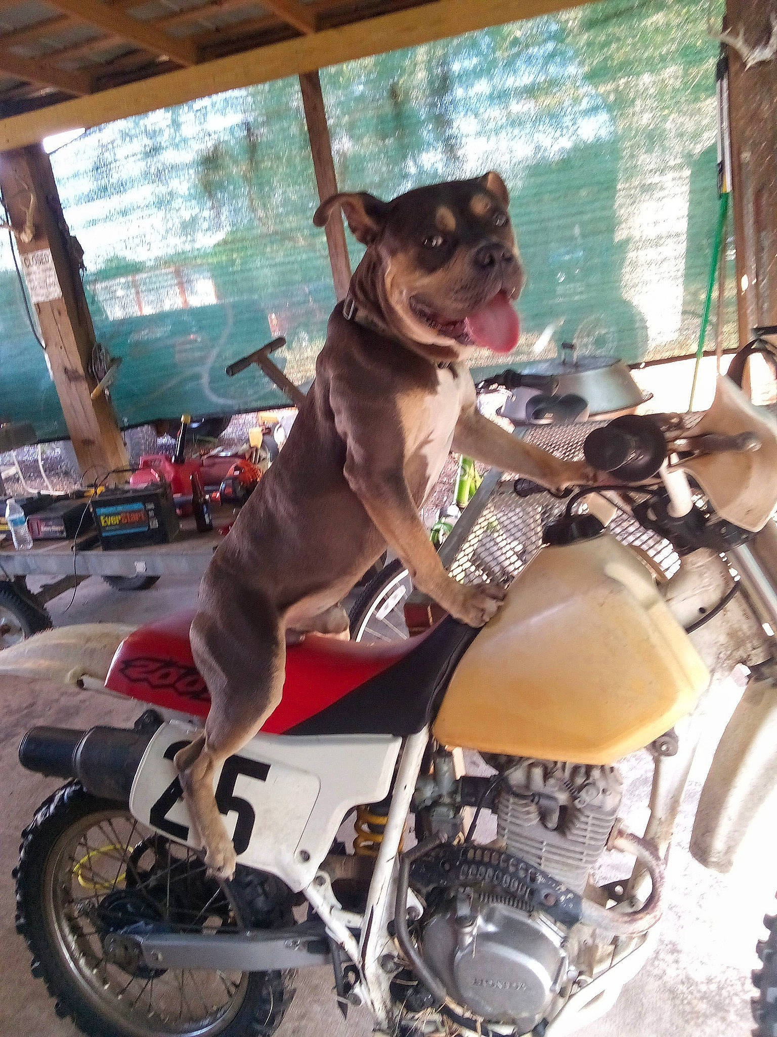 Hercules joined the competition — help win amazing prizes! automotive_design, automotive_exterior, automotive_lighting, automotive_tire, carnivore, collar, companion_dog, dog, dog_breed, fawn, fender, fuel_tank, headlamp, motor_vehicle, motorcycle, motorcycle_accessories, rim, tire, vehicle, wheel