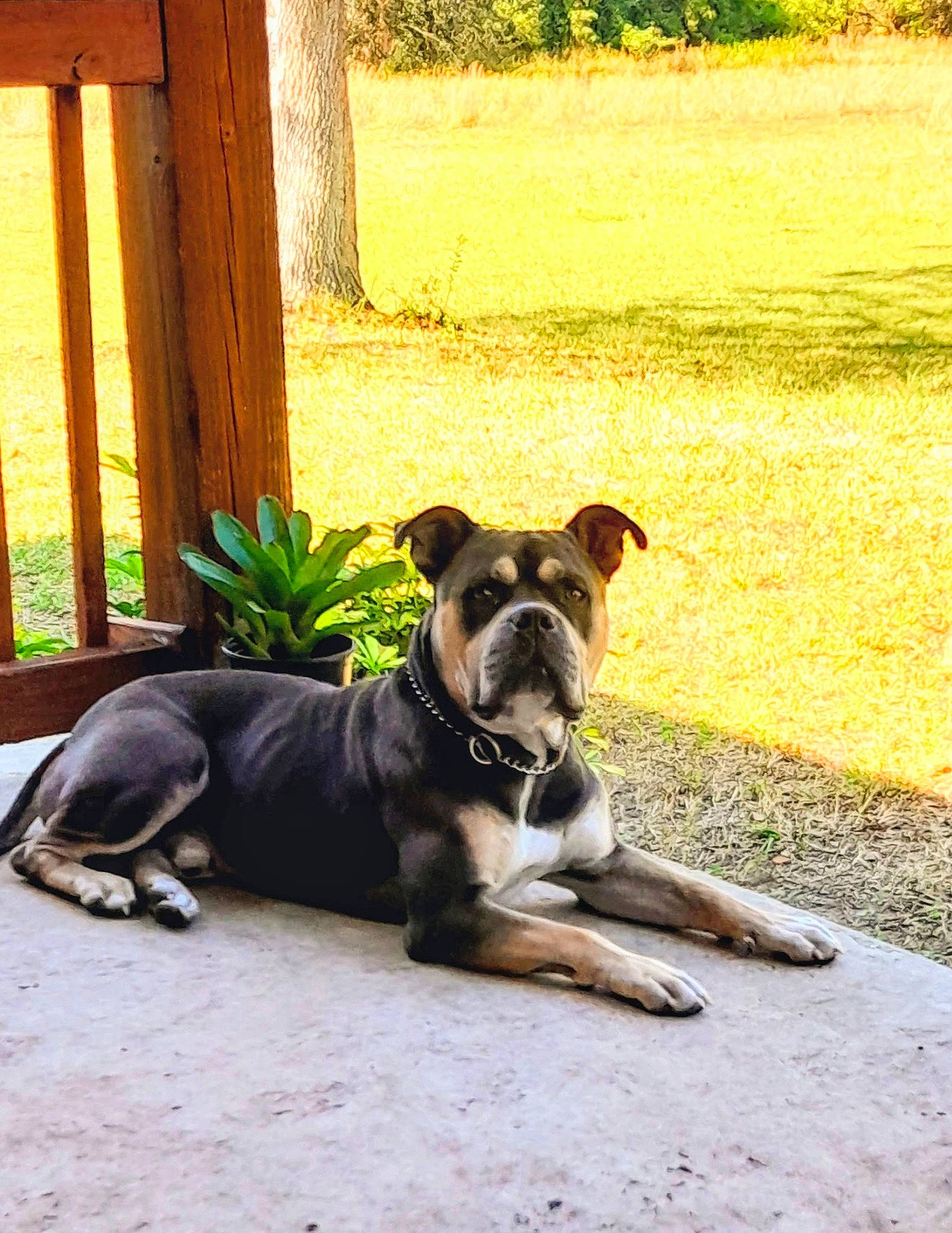 Hercules joined the competition — help win amazing prizes! canidae, carnivore, collar, companion_dog, dog, dog_breed, dog_collar, dog_supply, fawn, grass, non_sporting_group, plant, shade, snout, sporting_group, tail, terrestrial_animal, tints_and_shades, working_animal, working_dog
