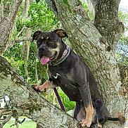 Hercules is registered to the contest to win money with this photo: dog, canine, tree, climbing, outdoor, nature, forest, branches, trunk, leaves, greenery, tongue, collar, black_and_tan, sitting, animal, pet, portrait, sunlight, parkour