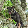 dog, canine, tree, climbing, outdoor, nature, forest, branches, trunk, leaves, greenery, tongue, collar, black_and_tan, sitting, animal, pet, portrait, sunlight, parkour