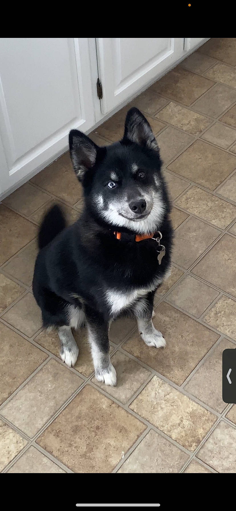 Tazz is registered to the contest to win money with this photo: ancient_dog_breeds, canidae, carnivore, companion_dog, dog, dog_breed, flooring, fur, non_sporting_group, puppy, snout, sporting_group, tail, working_animal, working_dog