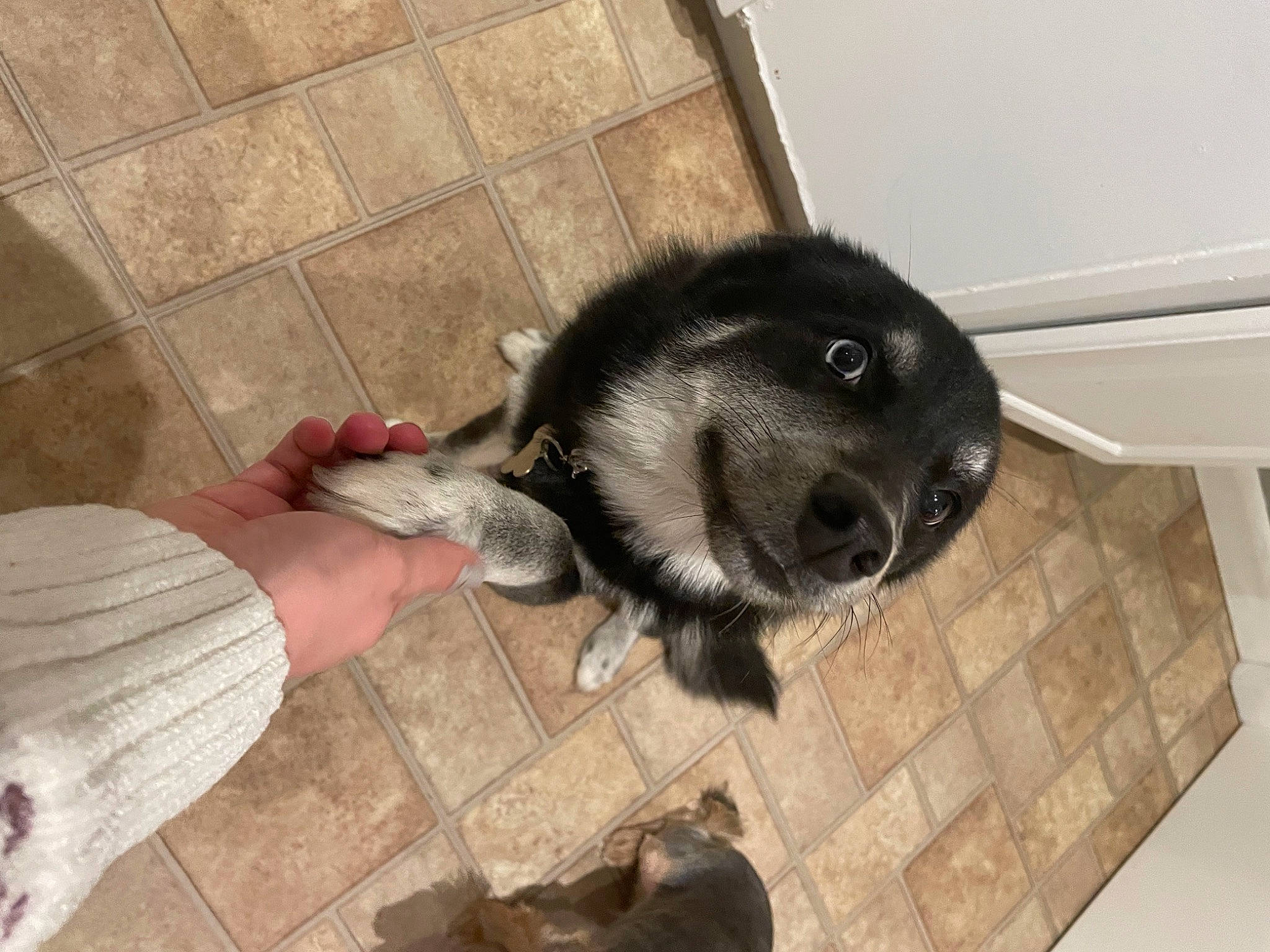 Tazz joined the competition — help win amazing prizes! borador, canidae, carnivore, comfort, companion_dog, dog, dog_breed, fawn, floor, flooring, foot, fur, mammal, paw, snout, tail, tile, vertebrate, whiskers, working_animal