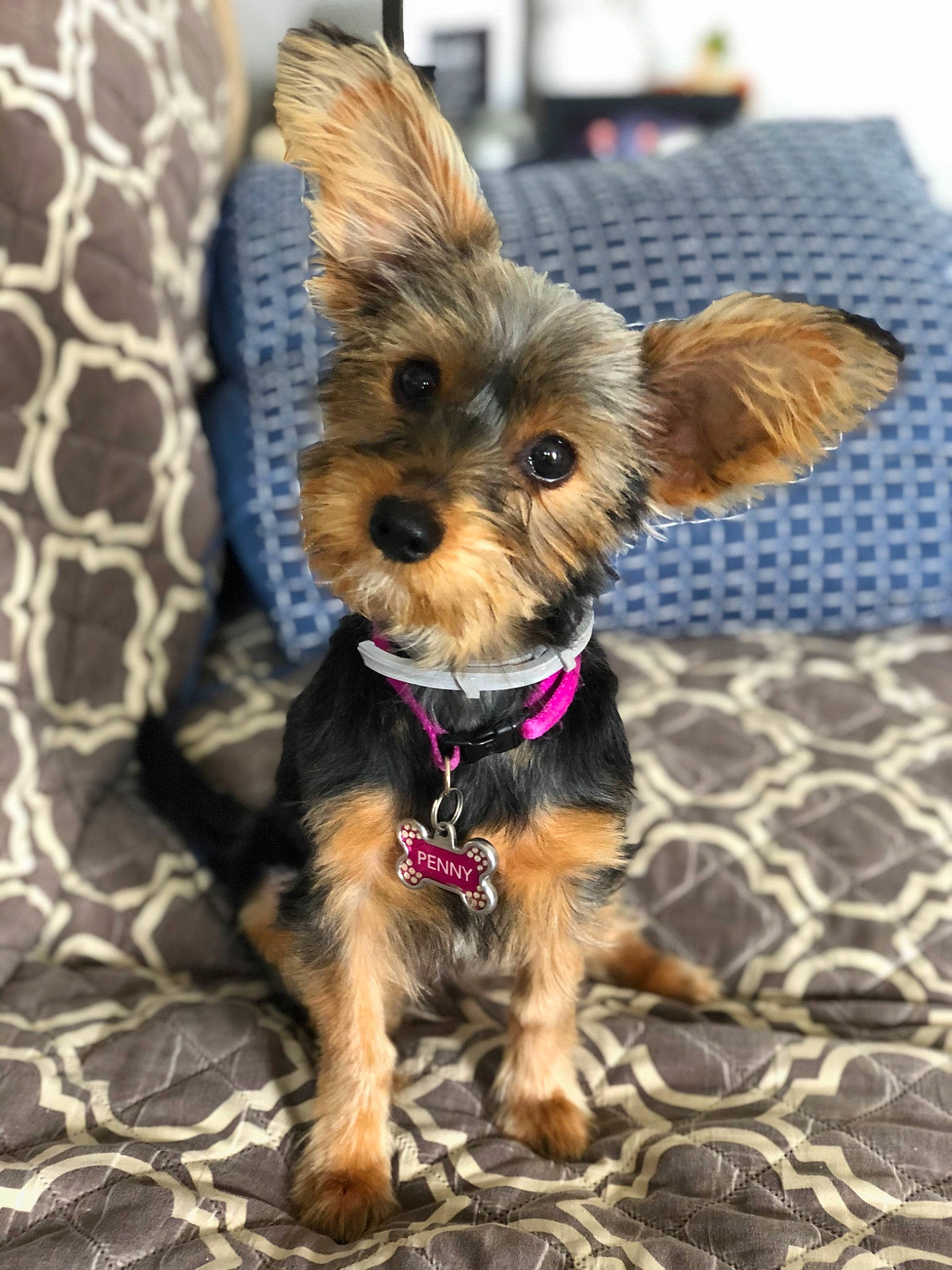 Penny joined the competition — help win amazing prizes! biewer_terrier, canidae, carnivore, companion_dog, dog, dog_breed, dog_supply, fashion_accessory, fawn, fur, liver, puppy, small_terrier, snout, sporting_group, terrier, toy_dog, working_animal, yorkipoo, yorkshire_terrier