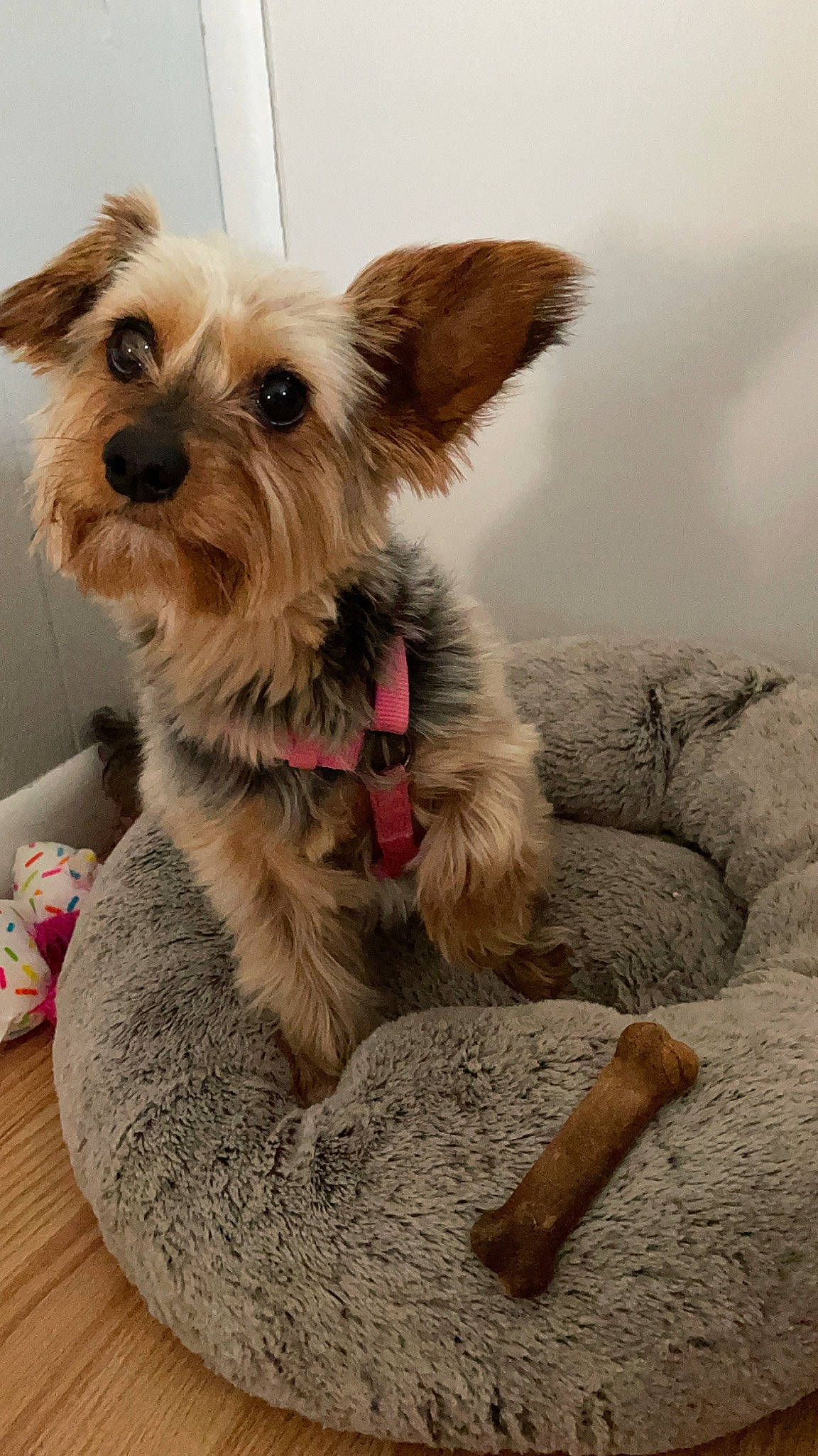 Penny is registered to the contest to win money with this photo: biewer_terrier, canidae, carnivore, collar, companion_dog, dog, dog_breed, dog_clothes, dog_supply, fashion_accessory, fawn, fur, pet_supply, small_terrier, snout, sporting_group, terrier, toy_dog, wood, working_animal