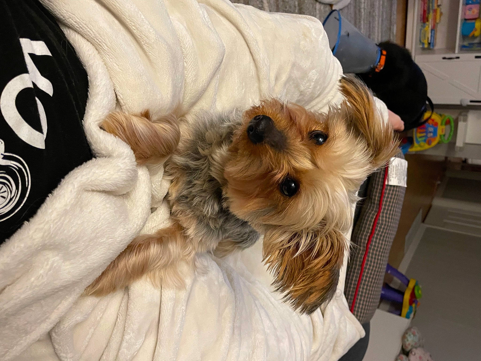 Penny is registered to the contest to win money with this photo: biewer_terrier, carnivore, collar, companion_dog, dog, dog_breed, dog_clothes, dog_supply, fawn, felidae, fur, schnauzer, sleeve, small_terrier, snout, sporting_group, terrier, toy_dog, working_animal, yorkshire_terrier