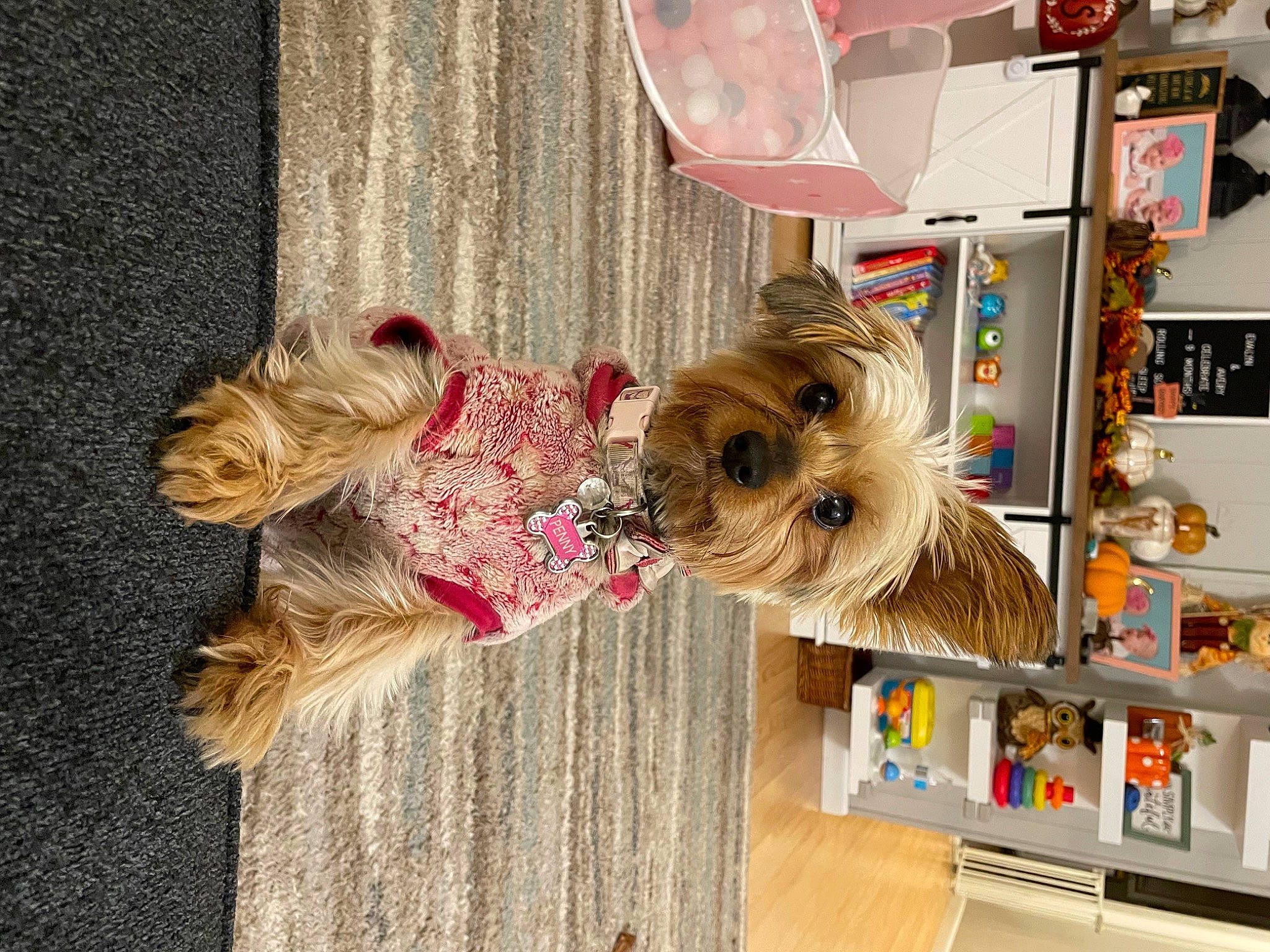 Penny joined the competition — help win amazing prizes! canidae, carnivore, collar, companion_dog, dog, dog_breed, dog_clothes, dog_collar, dog_supply, fawn, fur, pet_supply, small_terrier, snout, sporting_group, terrier, toy_dog, wood, working_animal, yorkshire_terrier
