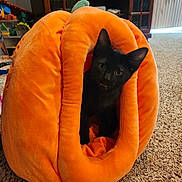 Coal is registered to the contest to win money with this photo: animal, black_cat, cabinet, carpet, cozy, cozy_space, curious, cute, furniture, home, indoor, kitten, living_room, orange, pet, pet_bed, playful, pumpkin_shape, small, toy