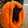 animal, black_cat, cabinet, carpet, cozy, cozy_space, curious, cute, furniture, home, indoor, kitten, living_room, orange, pet, pet_bed, playful, pumpkin_shape, small, toy