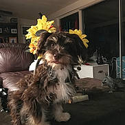 Daisy joined the competition — help win amazing prizes! animal, brown_fur, cozy, curious, cute, decor, dog, furniture, indoor, leather_couch, living_room, pet, portrait, puppy, small_dog, soft_lighting, sunflowers, table, white_fur, window