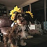 animal, brown_fur, cozy, curious, cute, decor, dog, furniture, indoor, leather_couch, living_room, pet, portrait, puppy, small_dog, soft_lighting, sunflowers, table, white_fur, window