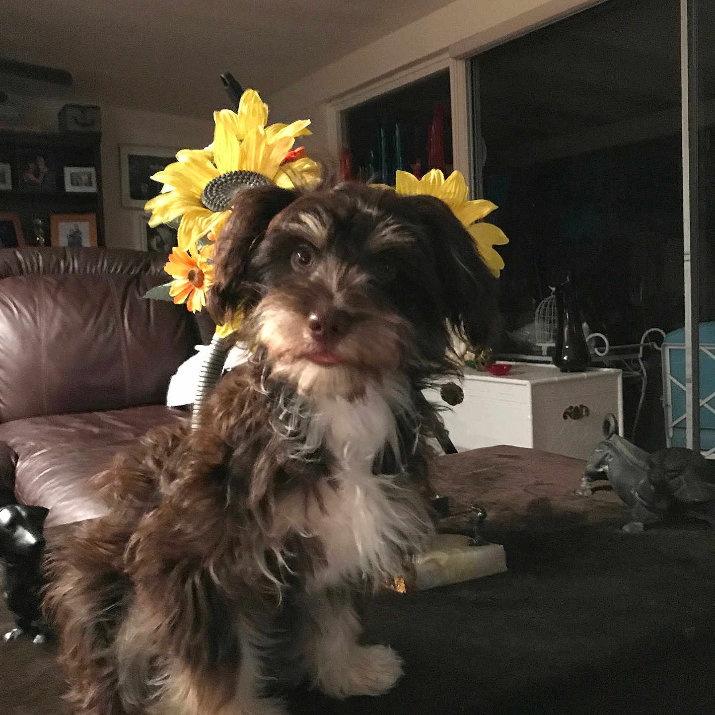 Daisy