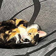Callie Jean joined the competition — help win amazing prizes! animal, black_lines, calico, cat, close_up, curled_up, cute, ear, eye, feline, fur, gray, indoor, mischievous, pet, playful, resting, tail, texture, whiskers