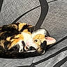 animal, black_lines, calico, cat, close_up, curled_up, cute, ear, eye, feline, fur, gray, indoor, mischievous, pet, playful, resting, tail, texture, whiskers