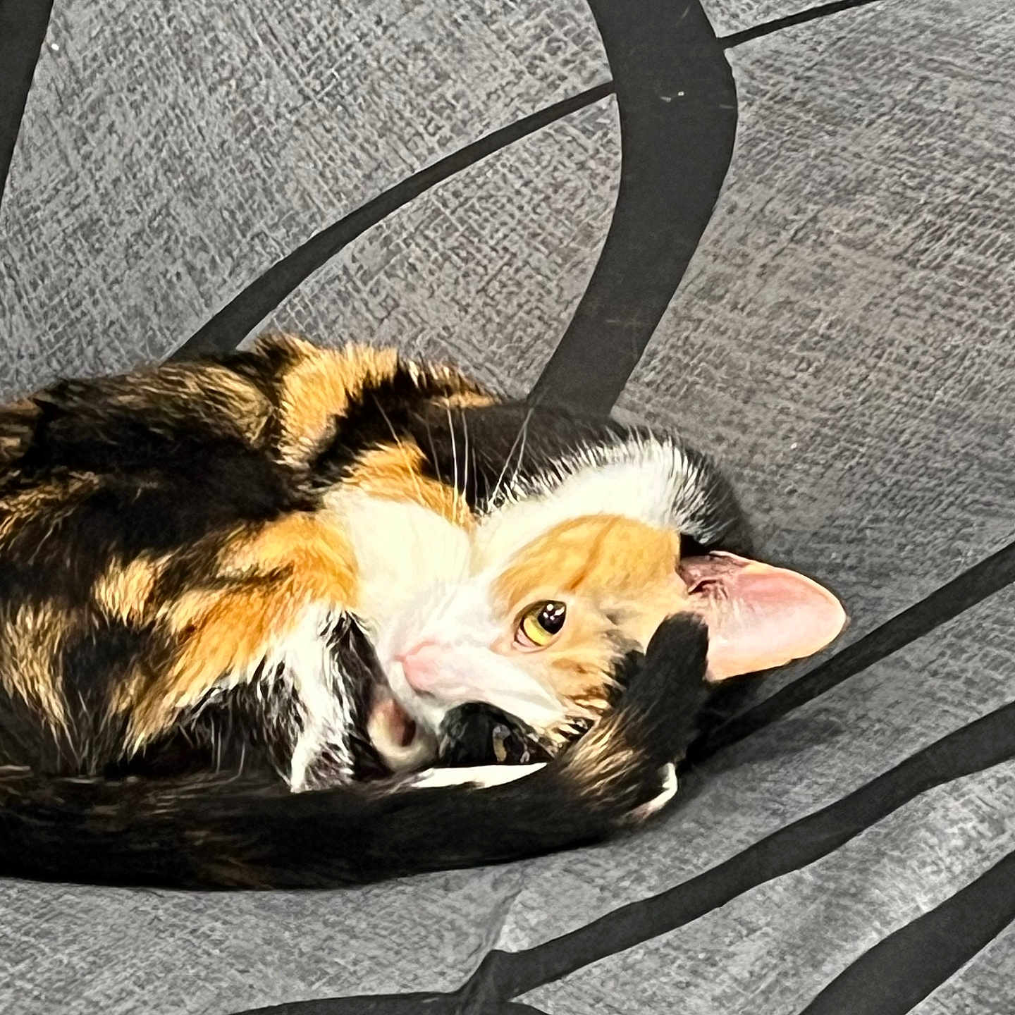 Callie Jean