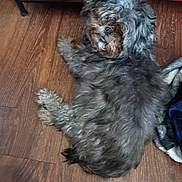 Piper is registered to the contest to win money with this photo: dog, gray, fluffy, wooden_floor, indoor, pet, animal, curious, lounge, fur, cozy, blanket, furniture, looking_back, companion, domestic, cute, relaxed, paw, floor