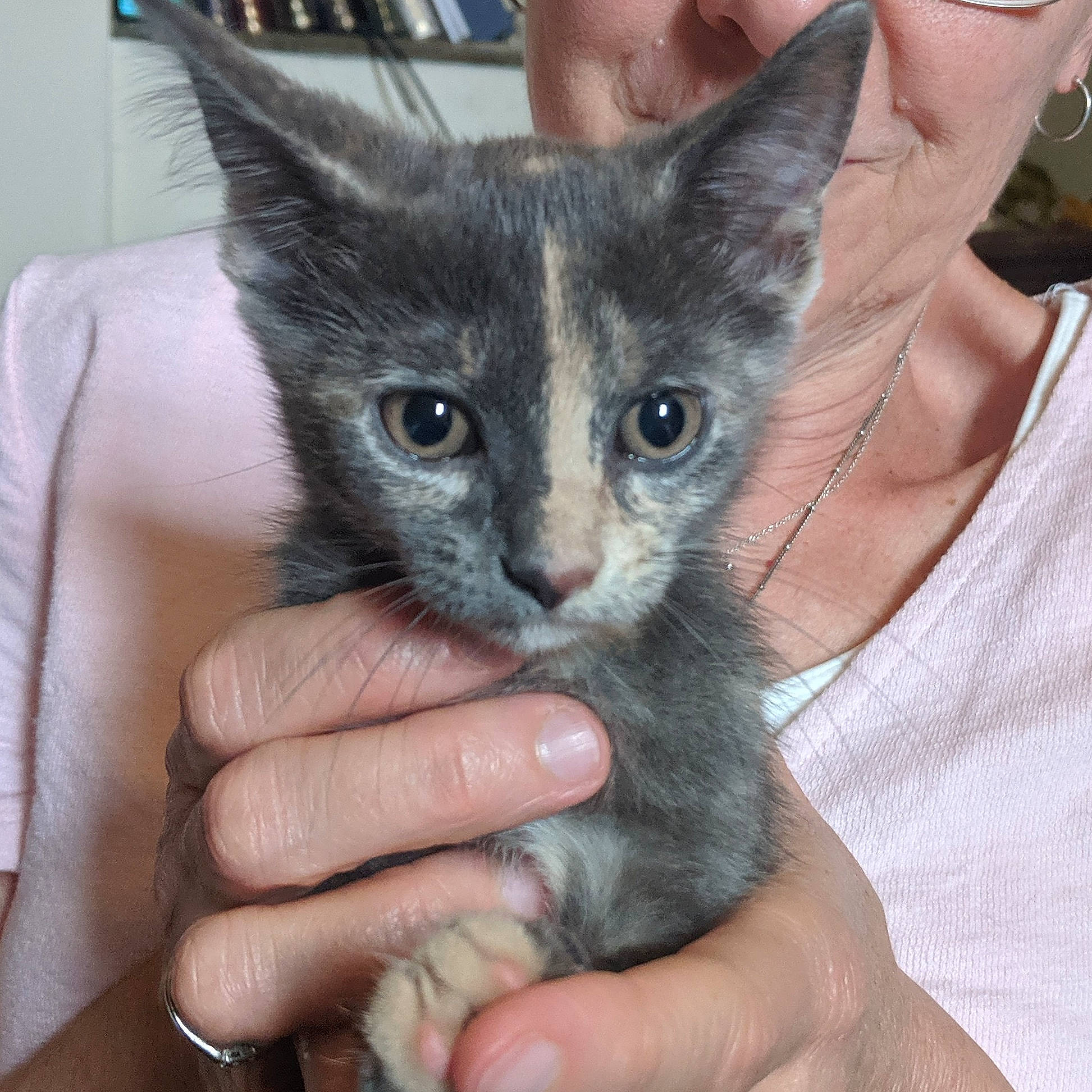 Beyonce is registered to the contest to win money with this photo: asian, carnivore, cat, devon_rex, domestic_short_haired_cat, felidae, german_rex, javanese, kitten, mammal, ojos_azules, oriental_longhair, oriental_shorthair, rex_cat, russian_blue, small_to_medium_sized_cats, vertebrate, whiskers