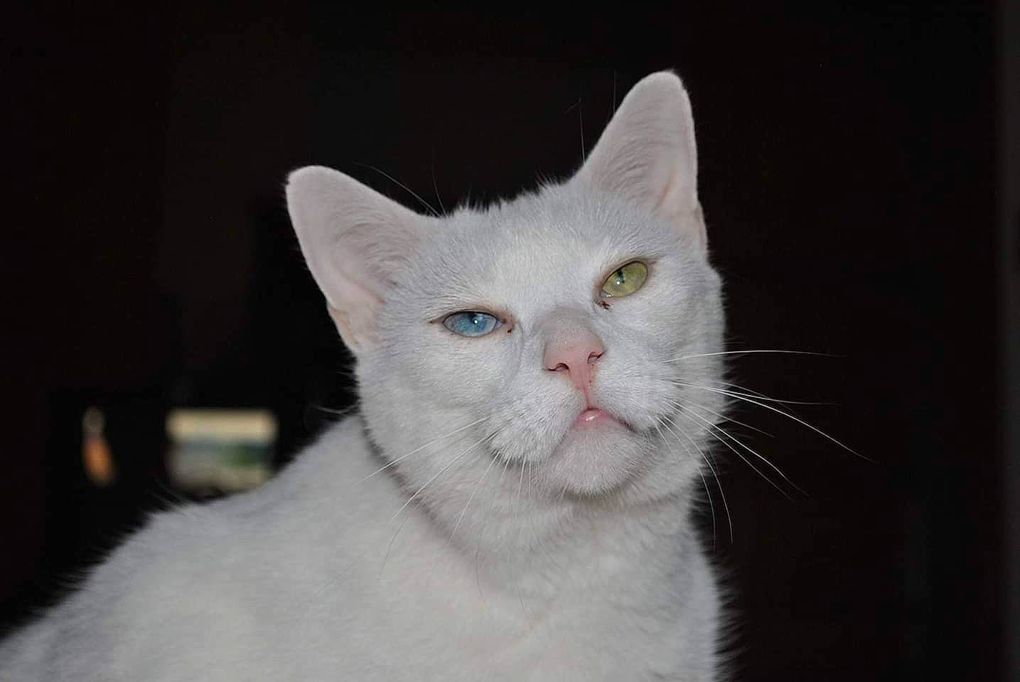 God is registered to the contest to win money with this photo: american_wirehair, asian, burmilla, carnivore, cat, colorpoint_shorthair, domestic_short_haired_cat, ear, felidae, fur, khao_manee, kitten, mammal, nose, small_to_medium_sized_cats, snout, turkish_angora, turkish_van, vertebrate, whiskers