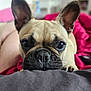 Ruby a rejoint le concours — aidez-le/la à gagner de superbes lots ! animal, boxer, boy, bulldog, canine, child, dog, frenchbulldog, male, person, pet, pitbull, pug, puppy