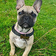 Ruby participe au concours pour gagner de l'argent avec cette photo : animal, boxer, bulldog, canine, dog, frenchbulldog, grass, pet, pitbull, plant, pug, puppy