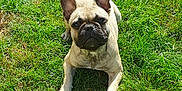 Ruby participe au concours pour gagner de l'argent avec cette photo : animal, boxer, bulldog, canine, dog, frenchbulldog, grass, pet, pitbull, plant, pug, puppy