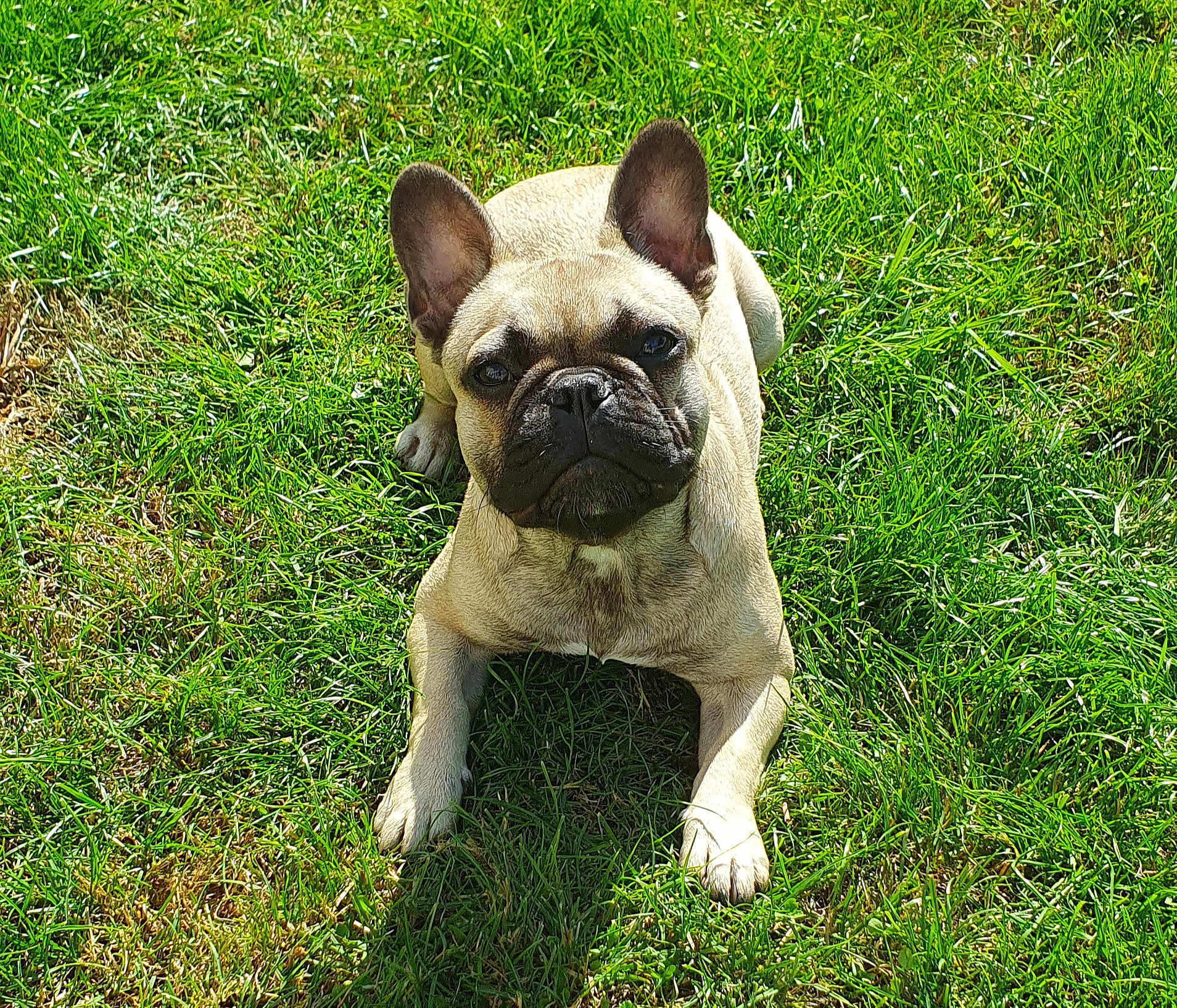Ruby participe au concours pour gagner de l'argent avec cette photo : animal, boxer, bulldog, canine, dog, frenchbulldog, grass, pet, pitbull, plant, pug, puppy