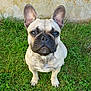 Ruby participe au concours pour gagner de l'argent avec cette photo : animal, boxer, bulldog, canine, dog, frenchbulldog, pet, pitbull, pug, puppy