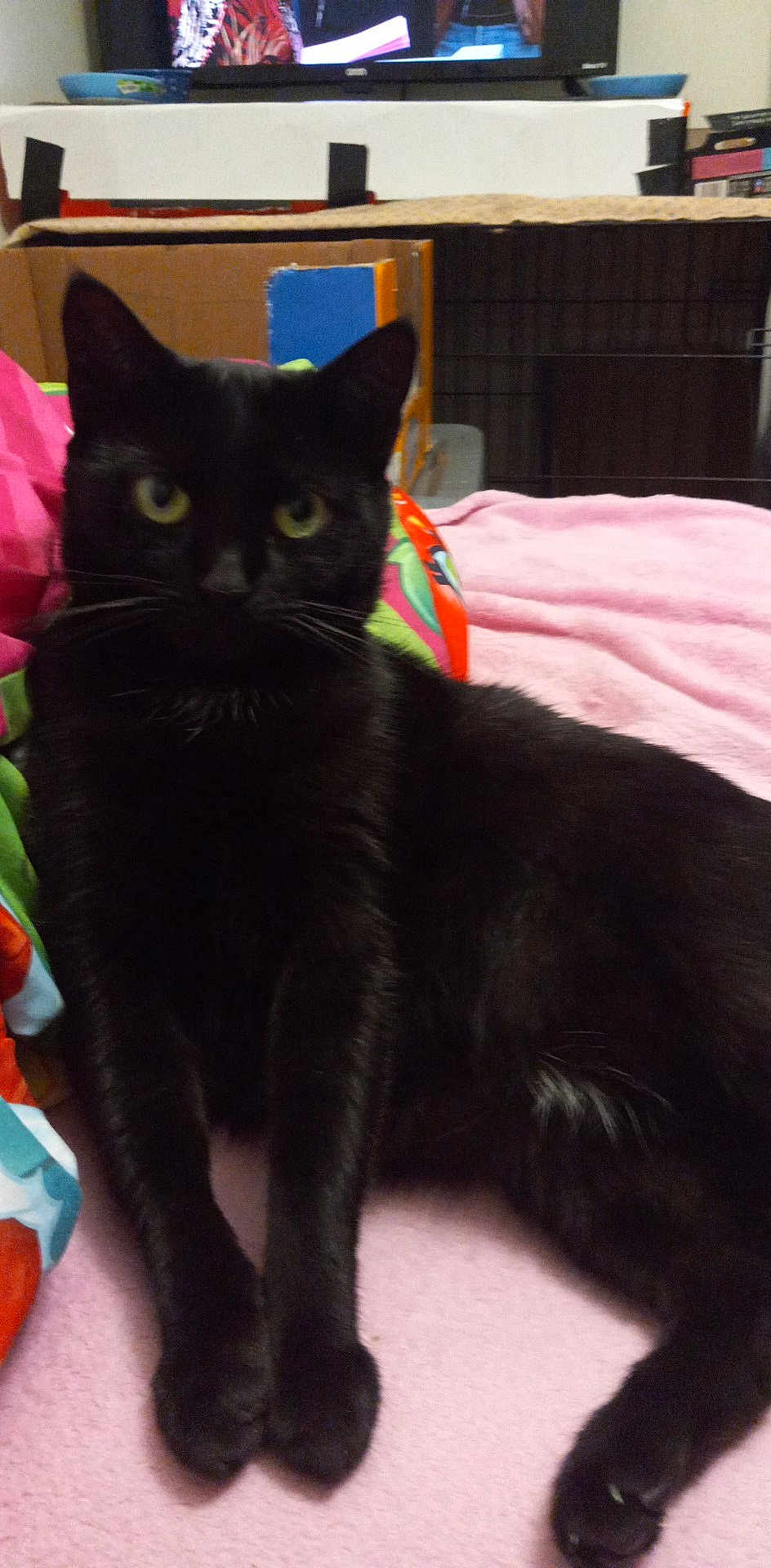 Dizzy is registered to the contest to win money with this photo: black_cat, cat, pet, animal, indoor, blanket, pink_blanket, colorful_fabric, relaxed, lounge, feline, fur, whiskers, paws, domestic_cat, cozy, household, resting, close_up, cute