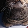 Gibson is registered to the contest to win money with this photo: animal, binder, cat, close_up, curious, desk, domestic_cat, face, fur, green_eyes, indoor, light, looking_up, office, paper, pet, shadow, sitting, tabby, whiskers