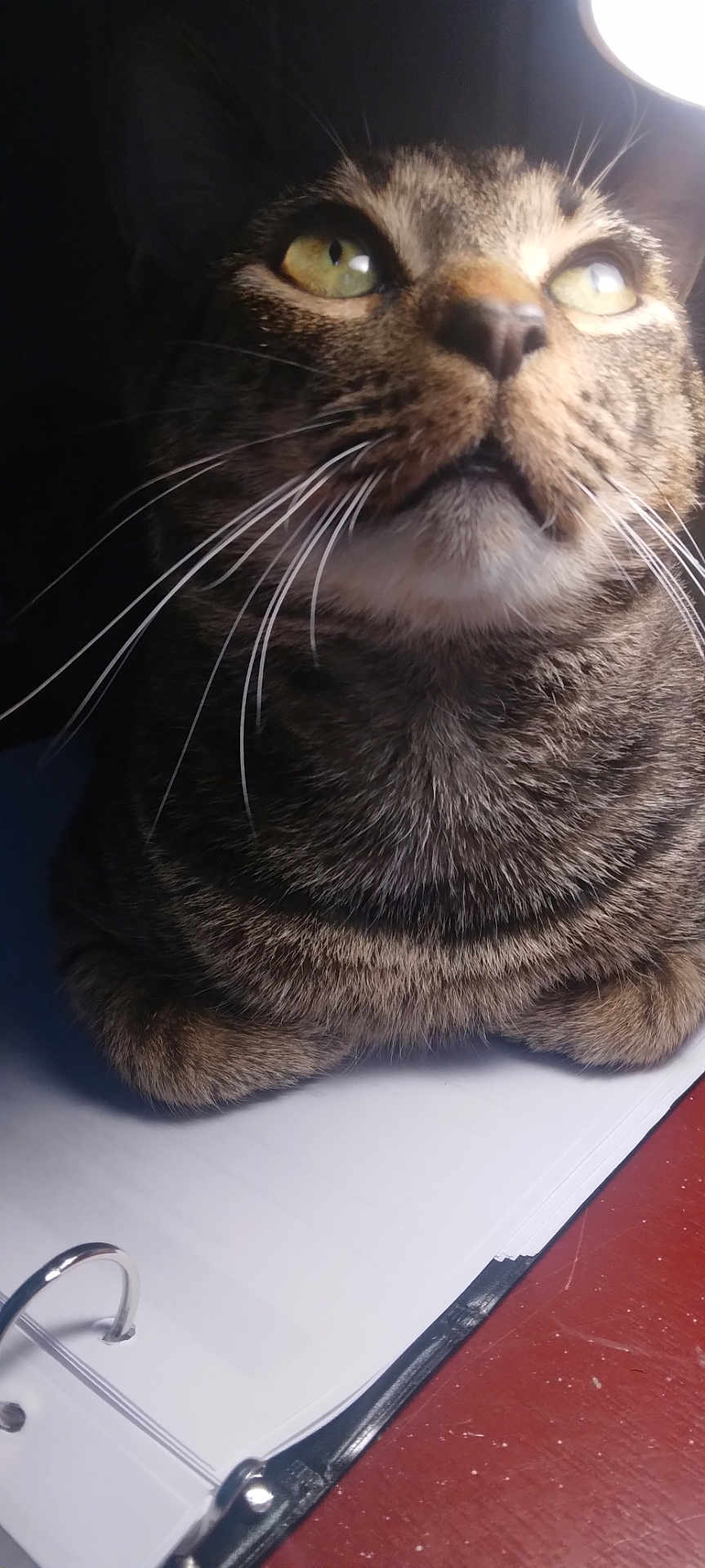 Gibson